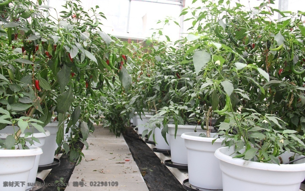 栽培 辣椒 蔬菜种植 生态农业 绿色食品 设施栽培 农业 现代科技 农业生产