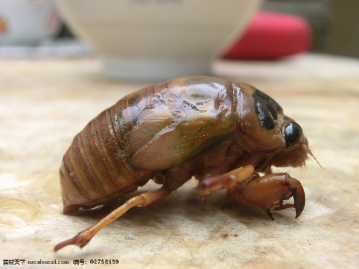 知了的幼虫 动物 知了 幼虫 夏季 昆虫 跌喽 动物pic 生物世界