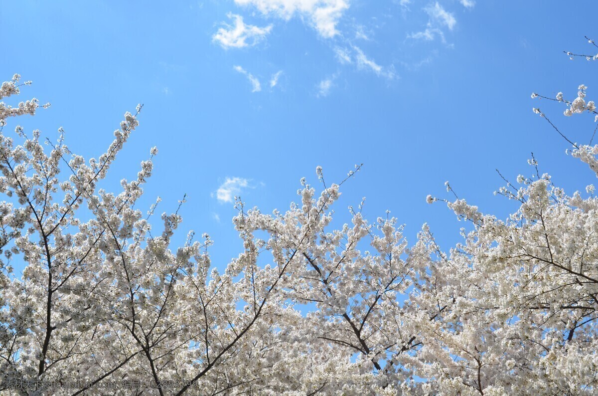 梨花绽放 春天 梨花 雪白 雪花 生物世界 花草