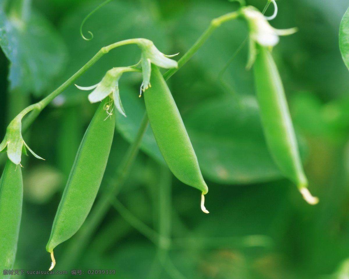 豆角 绿色 农作物 生物世界 蔬菜 豌豆角 嫩豆角 风景 生活 旅游餐饮