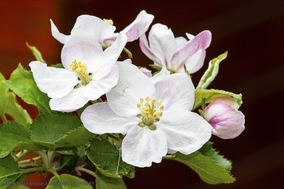 白色 苹果花 开花 白色苹果花 白色花朵 白色花 鲜花 花朵 花卉 花瓣 花枝 花蕊 植物 生物世界 花草