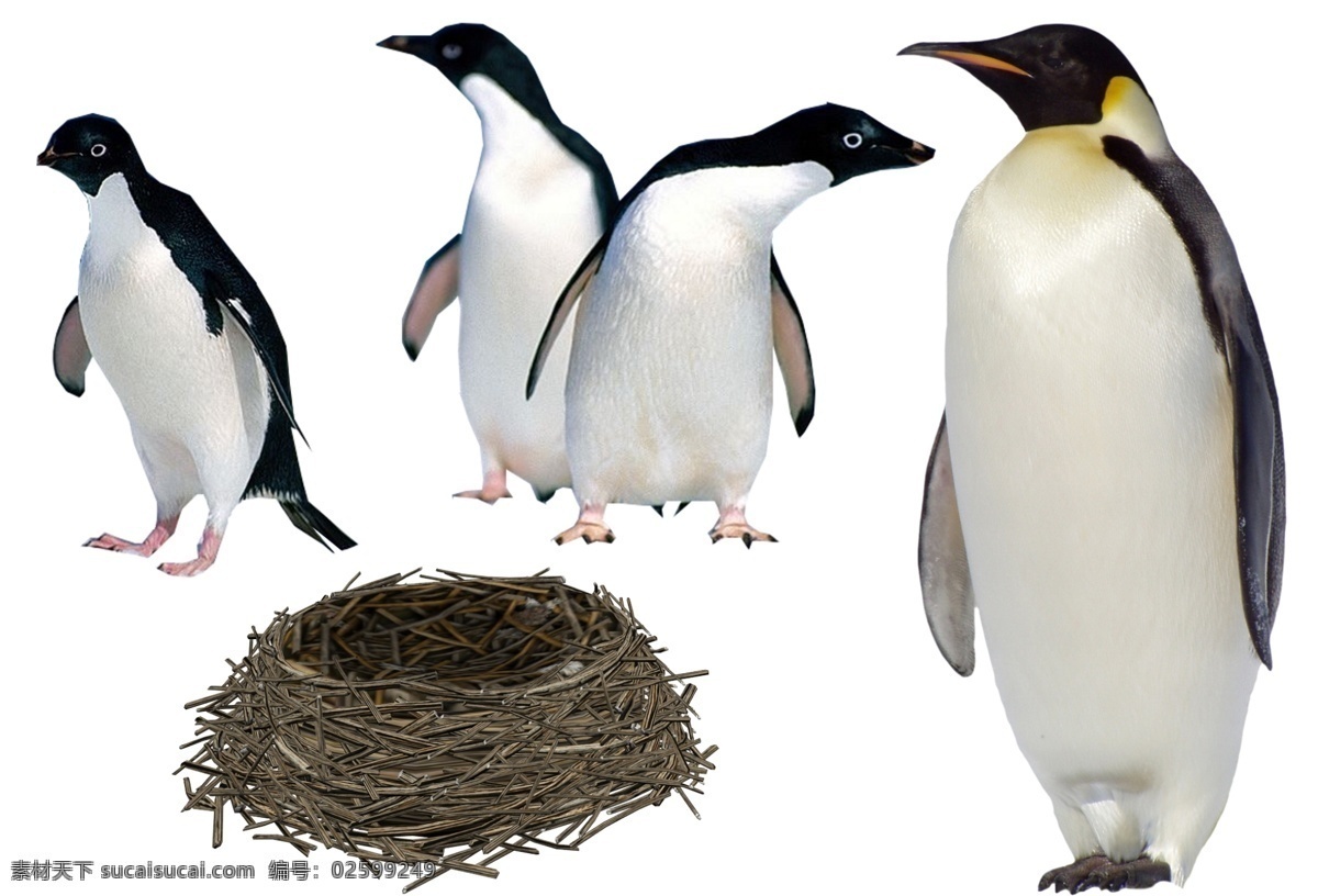 企鹅与鸟巢 鸟窝 南极洲动物 动物 分层 源文件