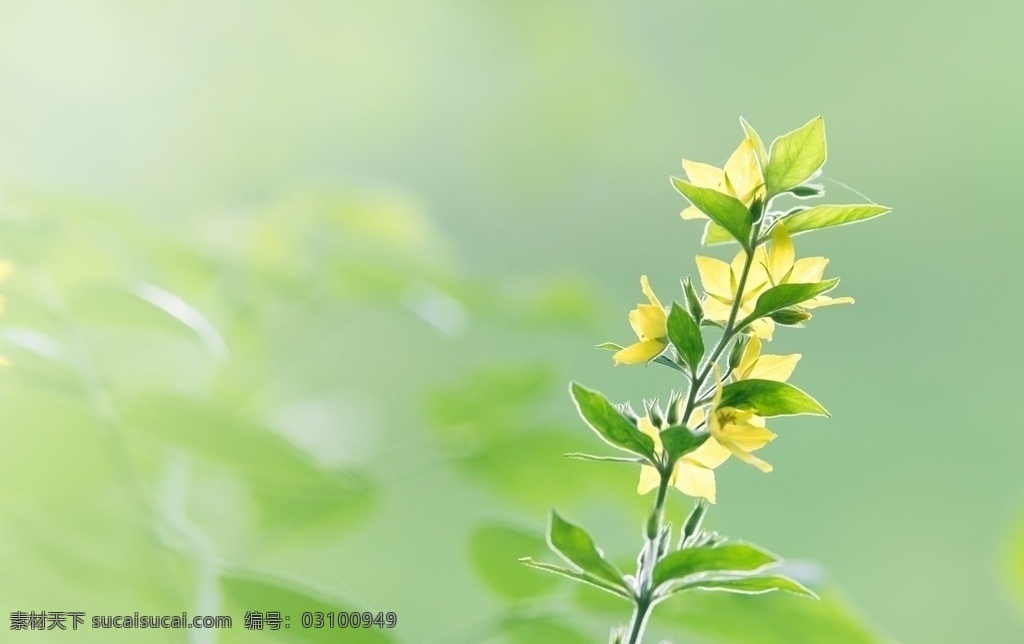 小黄花 绿叶 背景图 青色 春光 自然景观 田园风光