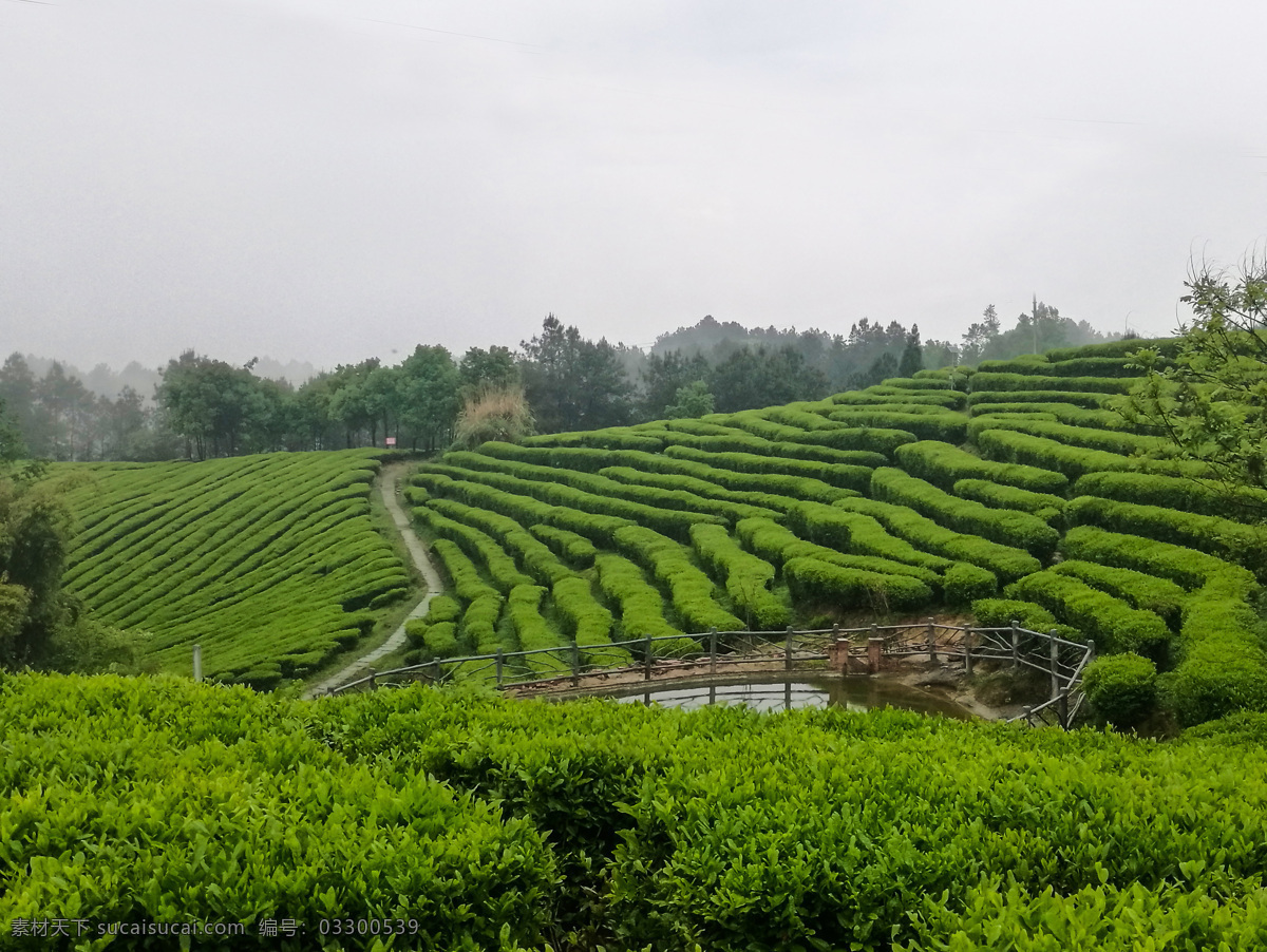 茶叶山 茶叶产业园 绿色生态 青山 自然景观 山水风景