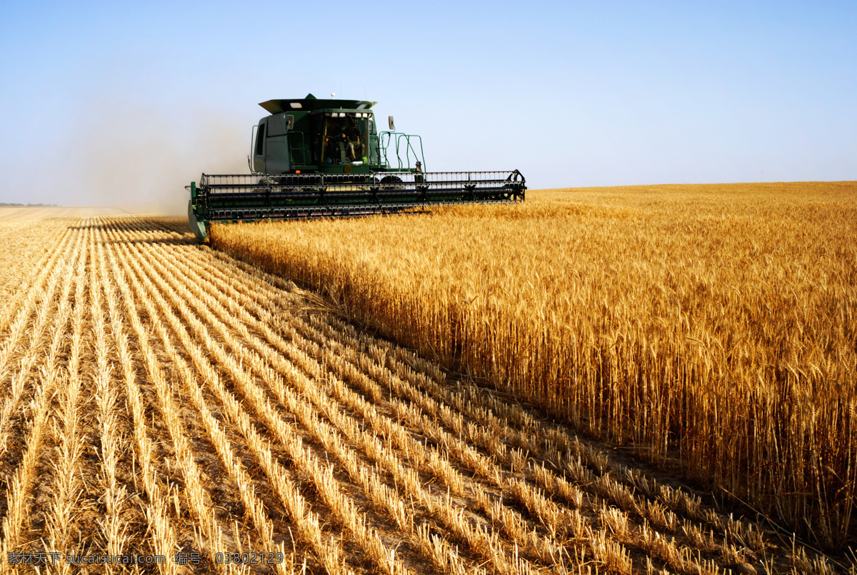 机械化 农业 生产 收割 机械化农业 农业生产收割 收麦子 收割机 农业发展 农田农地 丰收 现代科技 农业生产