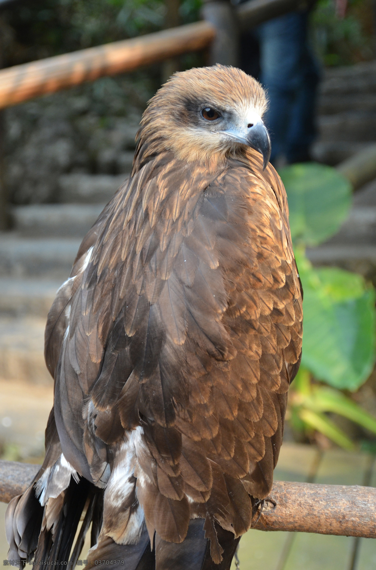 站立的鹰 鹰 站立 眼睛 褐色 羽毛 鸟类 近景 特写 生物世界