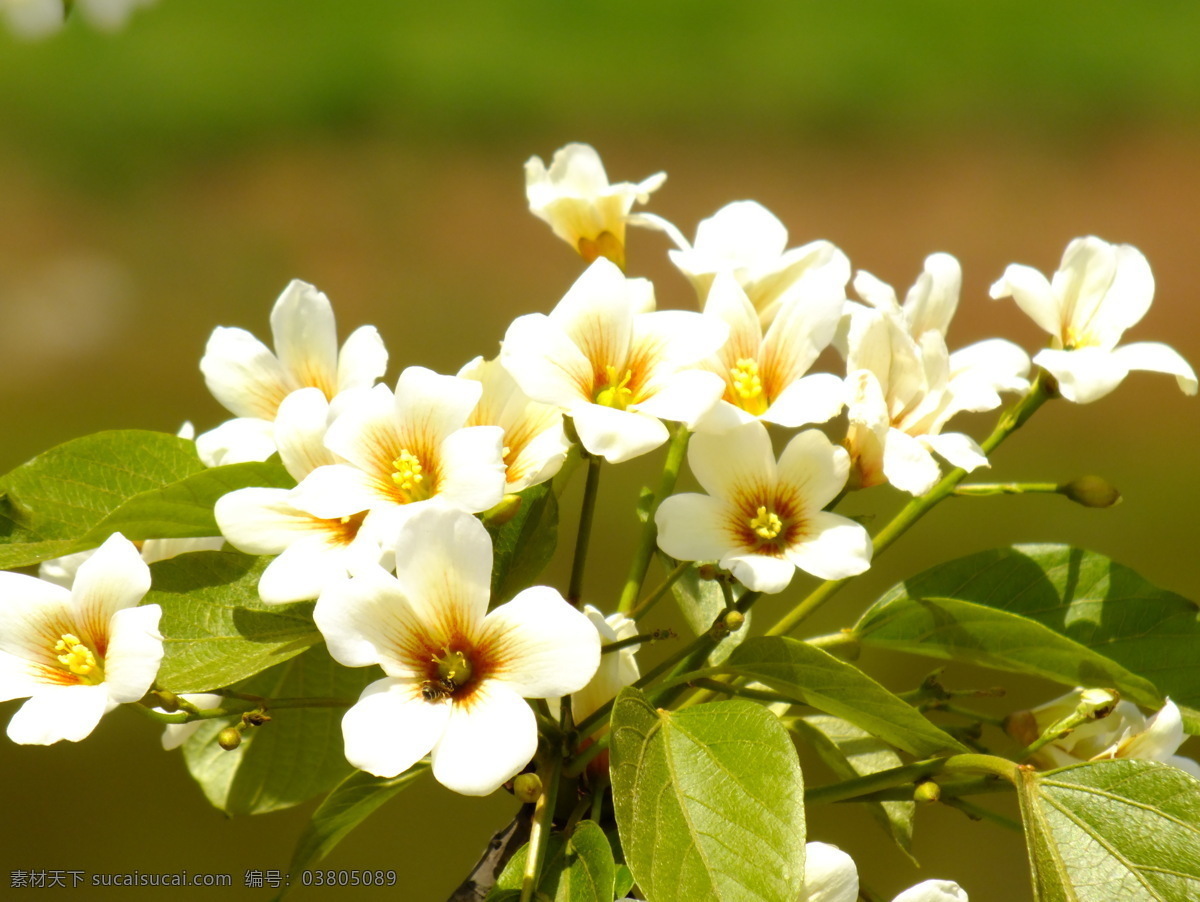 桐子花开 桐子花 花卉 春天 花草 生物世界 黄色