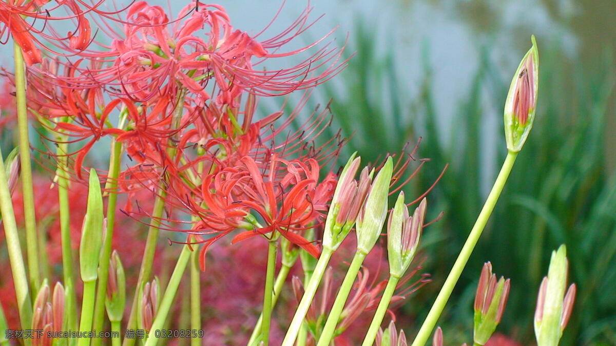 彼岸花