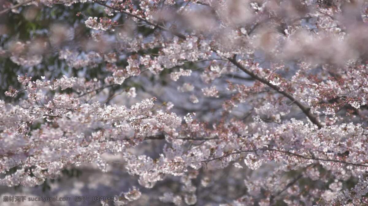 樱花在风中吹 自然 樱桃 开花 日本人 花园 樱花 春天 日本 花 季节 公园 亚洲 吸引力 游客 旅游 标志性的