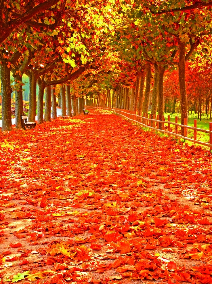 秋天 落叶 秋天的落叶 金黄的秋天 秋天到了 秋 枫叶 枫林 枫树林 背景 自然景观 田园风光