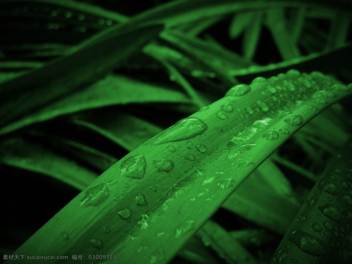 植物水珠 绿色 植物 新鲜 春天 绿色植物 水珠 雨水 露珠 成长 雨滴 水滴 叶子 绿色叶子 植物背景 绿色背景图 生物世界 树木树叶