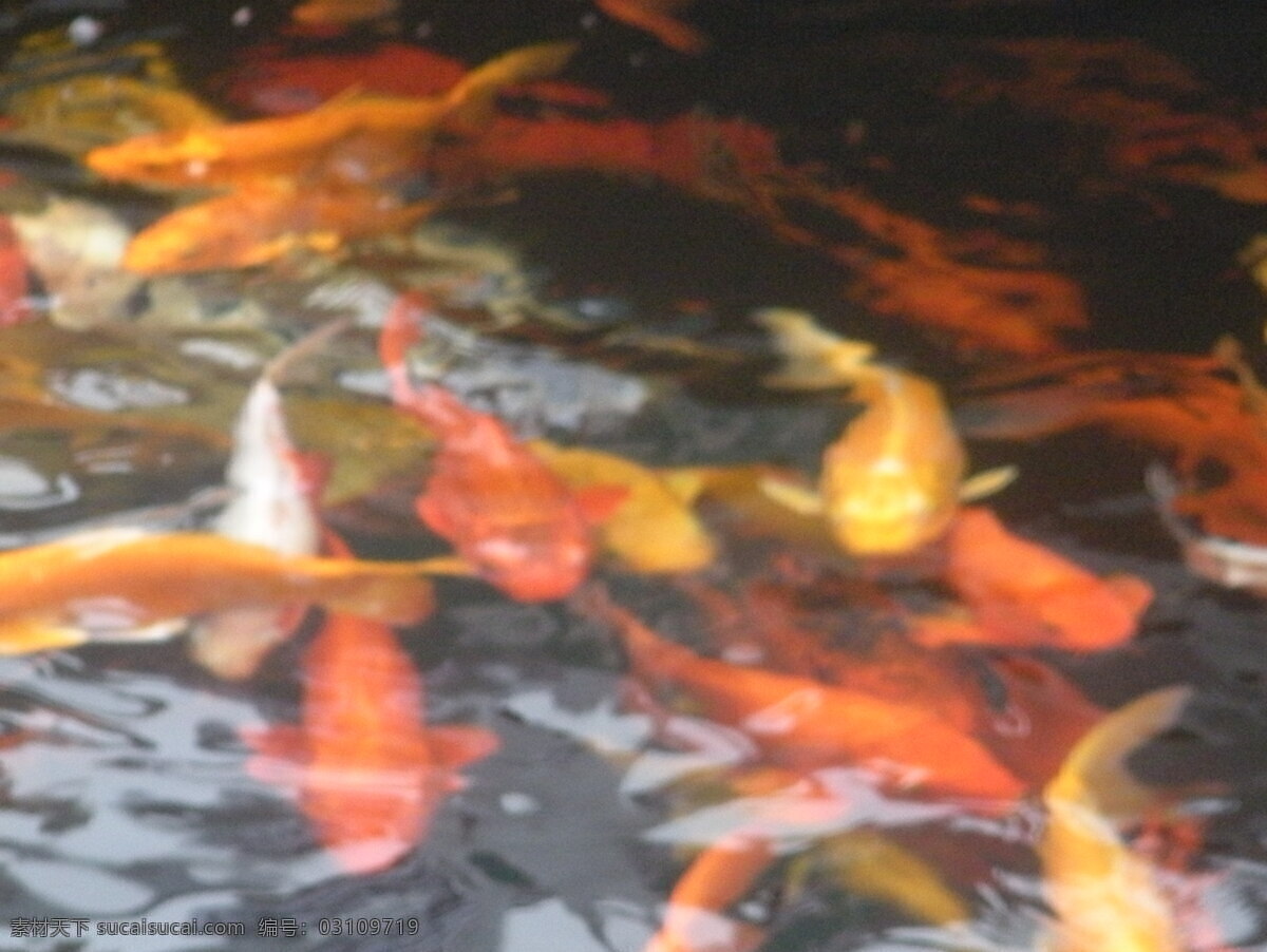 锦鲤 群 动物 动物园 公园 鲤鱼 生物世界 水池 锦鲤群 锦鲤鱼群 鱼群 鱼类 水生 大鱼