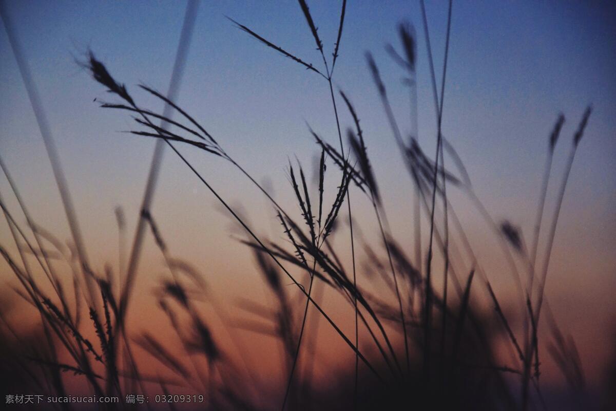 夕阳下的草地 草地 夕阳 傍晚 下午 黄昏 自然 风景 壁纸 壁画