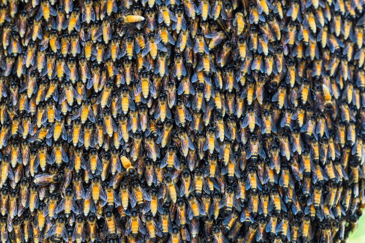 一群 蜜蜂 蜂窝 蜂巢 蜂蜜 蜂胶 营养品 补品 昆虫世界 生物世界
