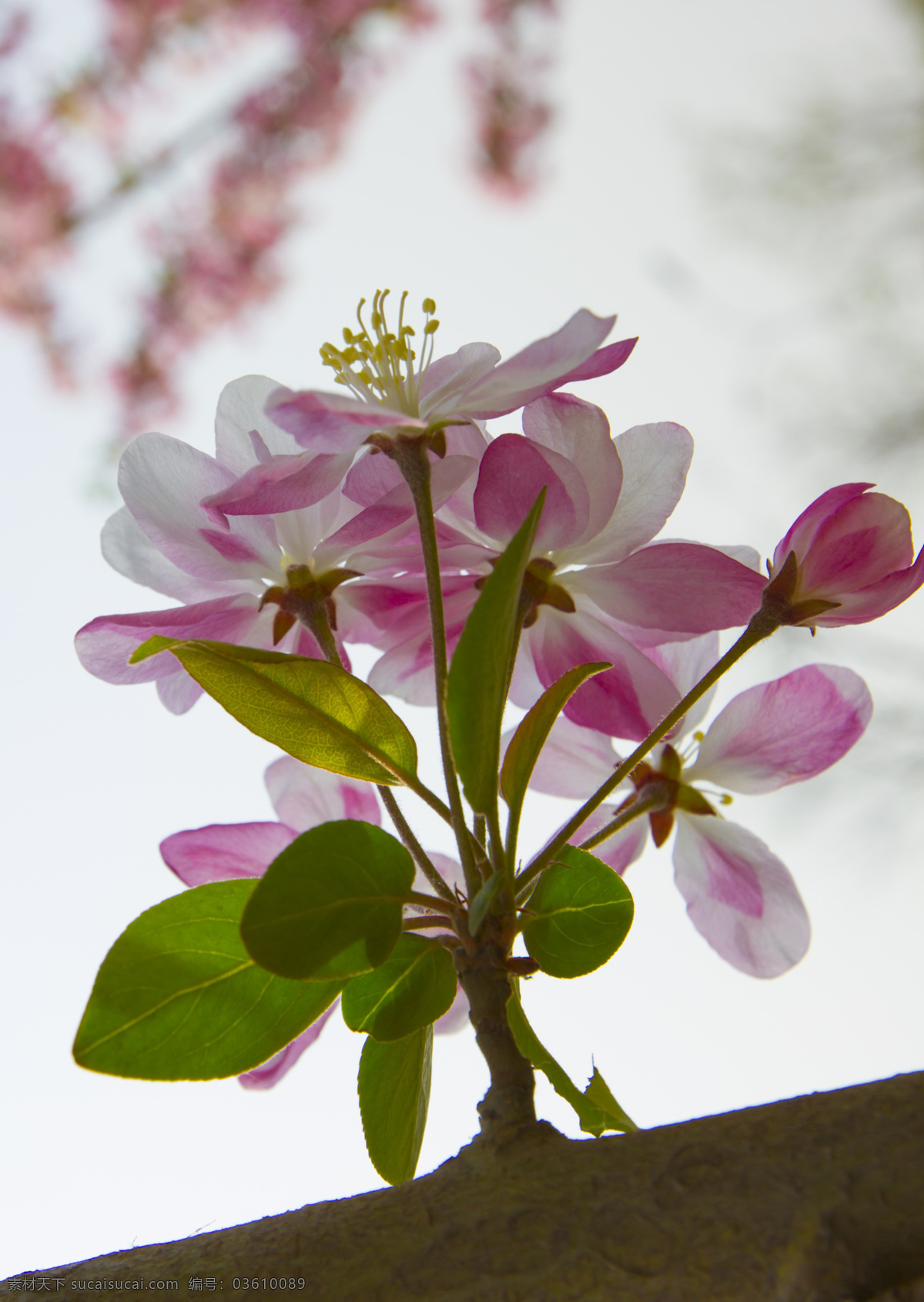 海棠花唯美 海棠花 粉色花朵 唯美花朵 粉色鲜花 浪漫花朵