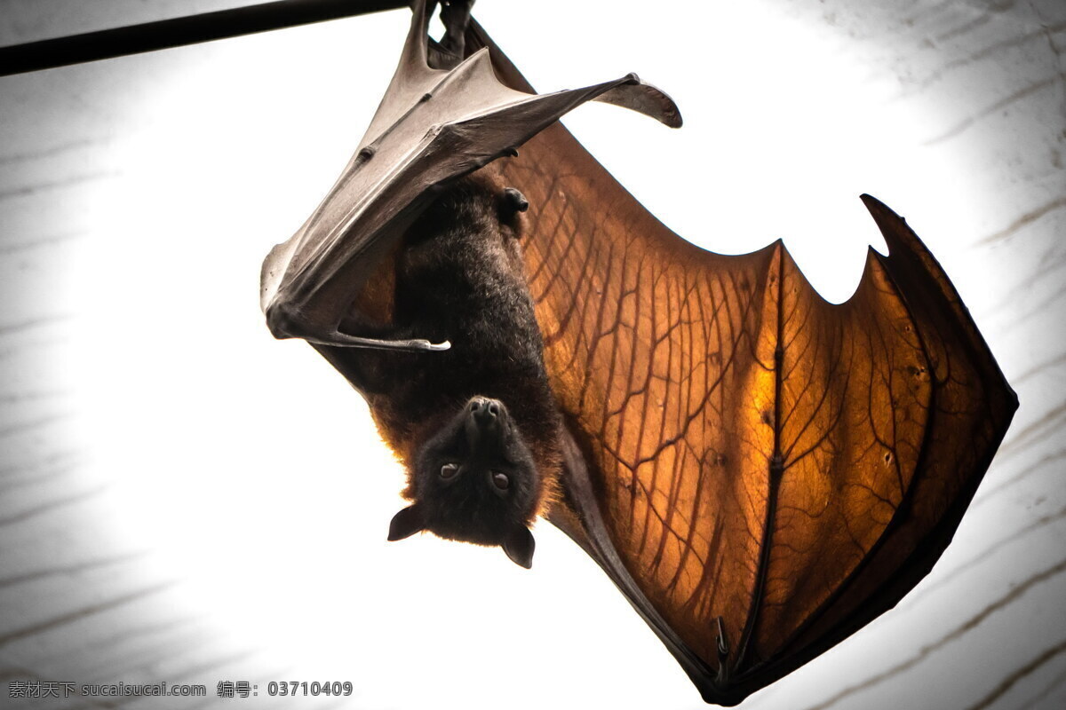 唯美 炫酷 生物 动物 野生 蝙蝠 凶猛蝙蝠 生物世界 野生动物