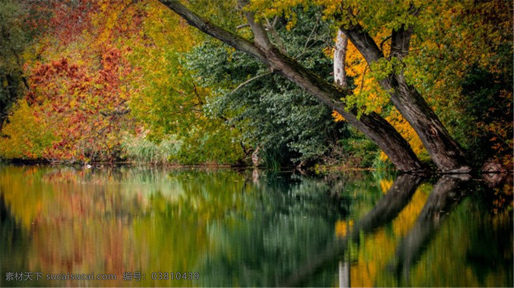 秋天的湖水 湖水 花草树木 落叶 美丽风景 秋季 秋天枫叶 秋天树叶 小河 自然风景 美丽枫树林 黑色