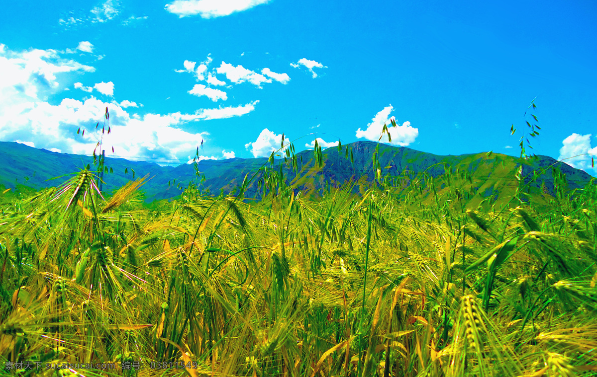 西藏 青稞地 高原 青稞 原创 山水风景 自然景观