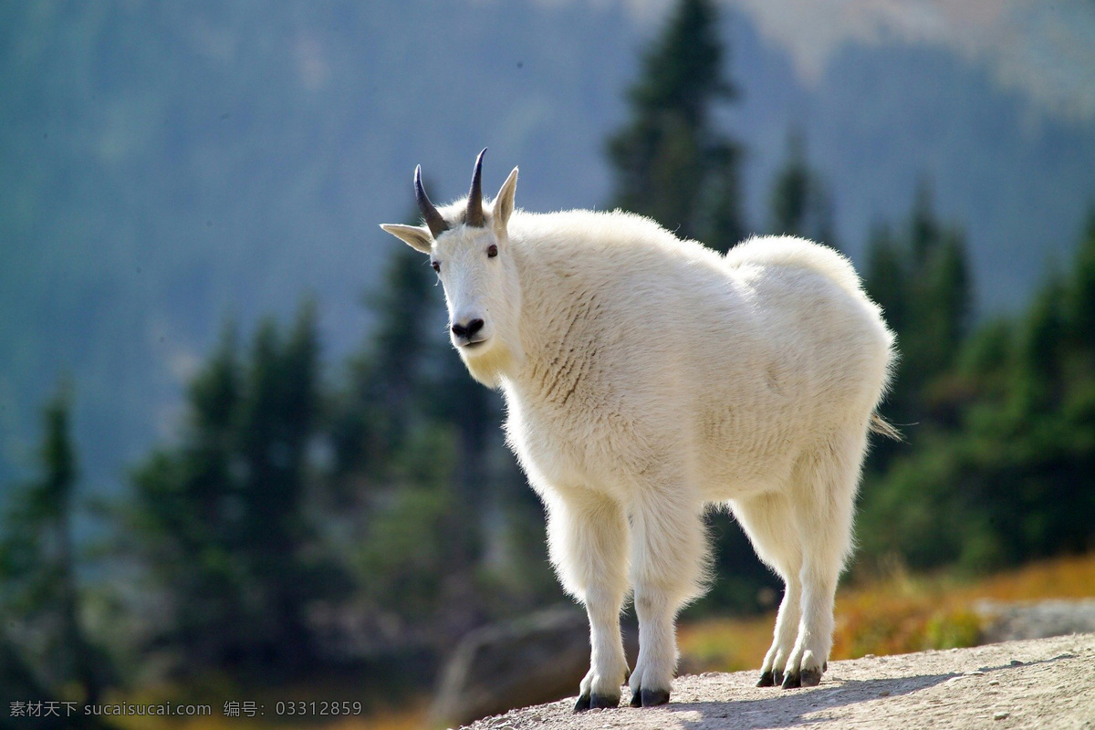 山羊 绵羊 湖羊 岩羊 动物 ram sheep goat 哺乳动物 野山羊 盘羊