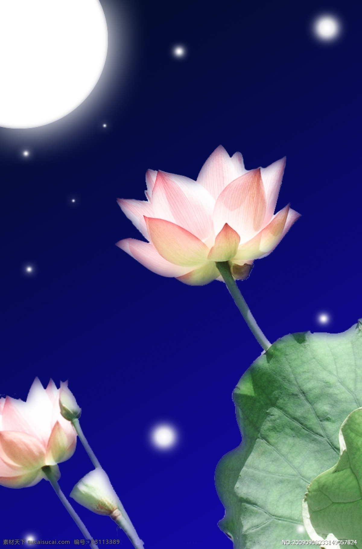 荷花 荷叶 环境设计 其他设计 星空 夜晚 源文件 月亮 底 语 模板下载 星空底语 psd源文件