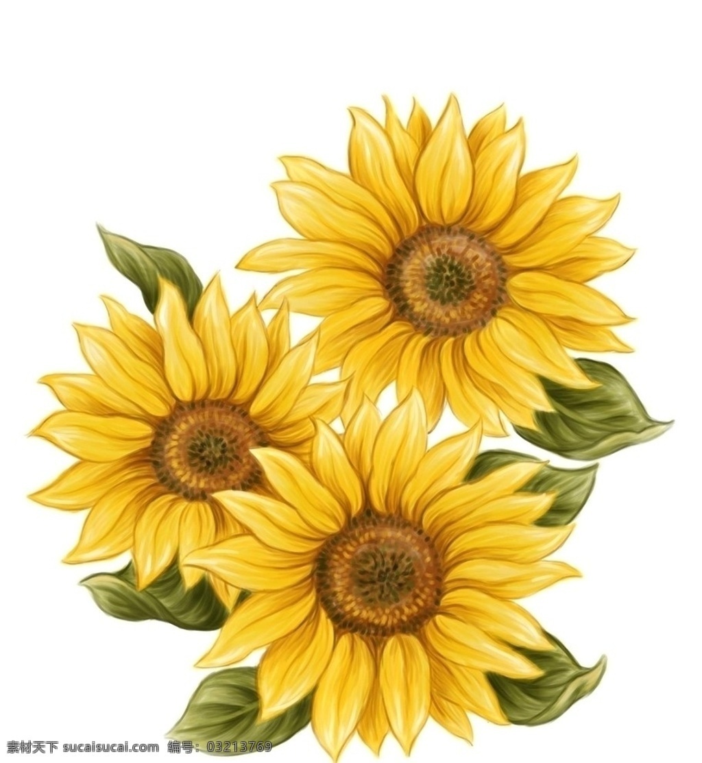 向日葵 葵花 菊花 太阳花 鲜花 花朵 黄花 手绘 手绘稿 源文件 rif