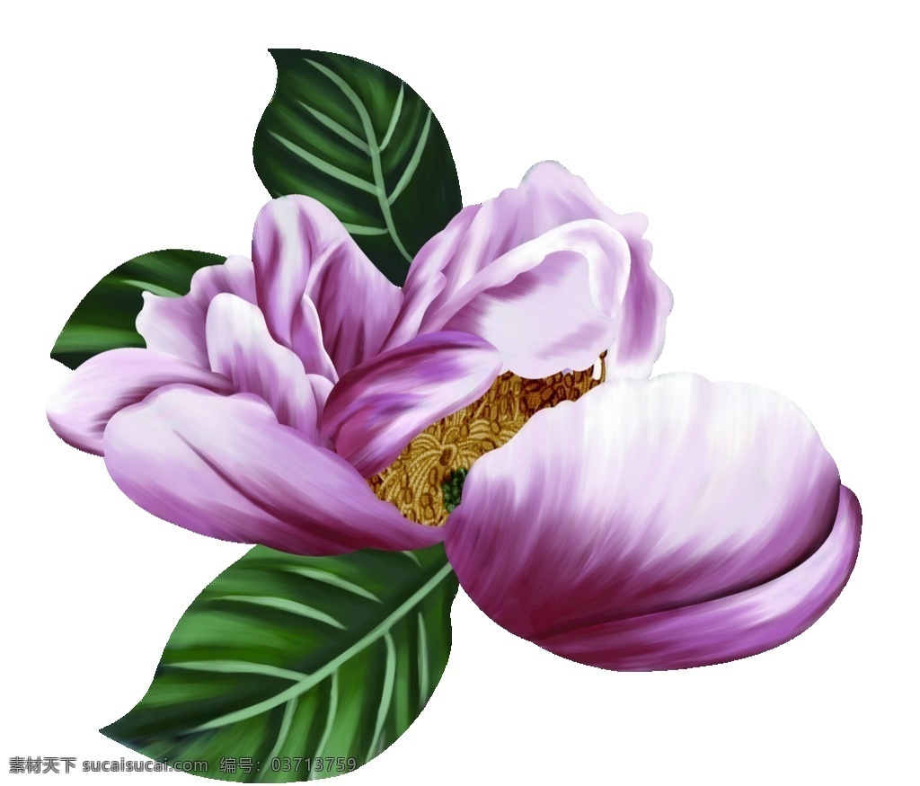 手绘牡丹花 牡丹花 粉色花 手绘花卉 花 鲜花 自然景观