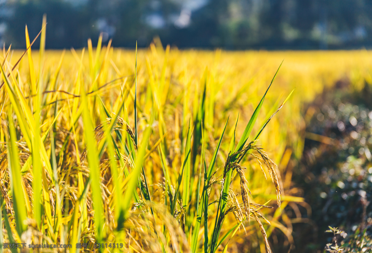 金黄 水稻 稻田 农作物 金黄色 丰收 自然生物 现代科技 农业生产