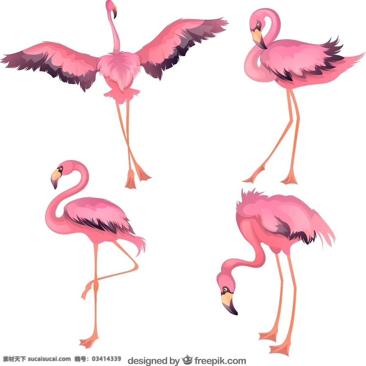 款 美丽 热带 火烈鸟 4款 粉色 生物世界 鸟类