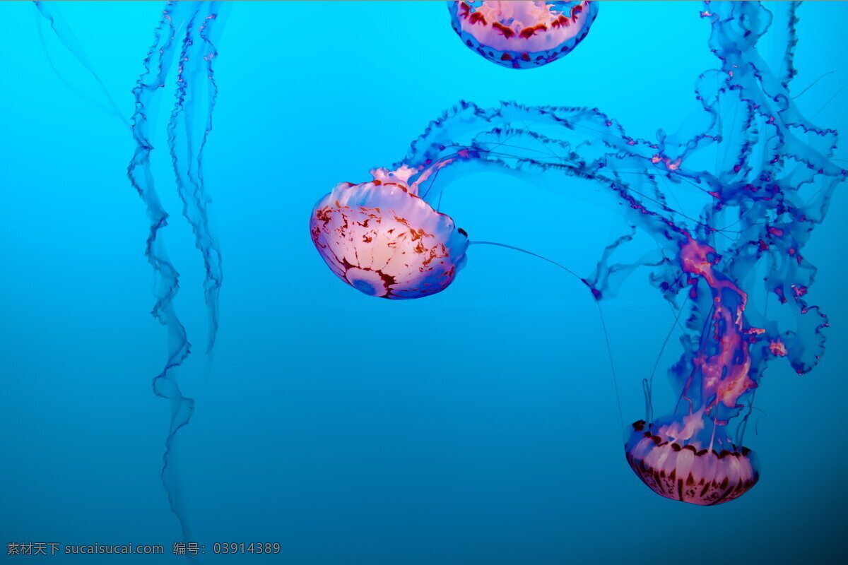 海里 漂亮 水母 漂亮的水母 海里的水母 炫彩的水母 有毒的水母 剧毒水母 生物世界 海洋生物
