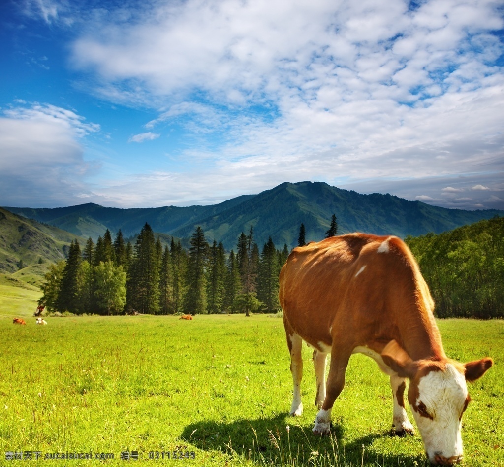 奶牛 牛群 牧场 奶牛场 农场 畜牧业 畜牧 产业 农业 生态农业 生态农场 牛特写 牛素材 动物 可爱奶牛 生物世界 家禽家畜
