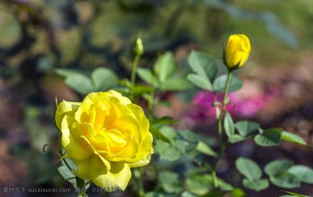 黄玫瑰 玫瑰 玫瑰花 月季 月季花 花卉 花园 玫瑰花园 月季园 生物世界 花草