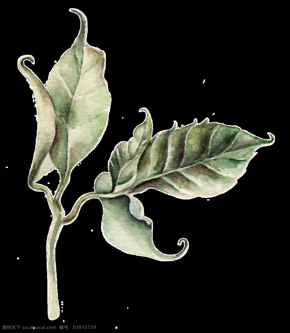 枯萎 枝叶 卡通 透明 绿色 植物 透明素材 免扣素材 装饰图案