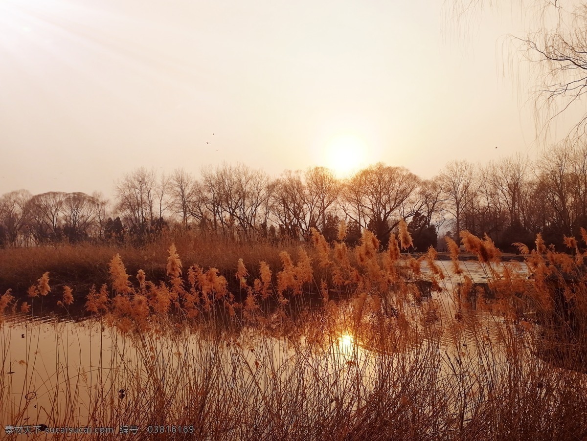 秋色 颐和园 北京 芦苇 湖面 夕阳 旅游摄影 自然风景