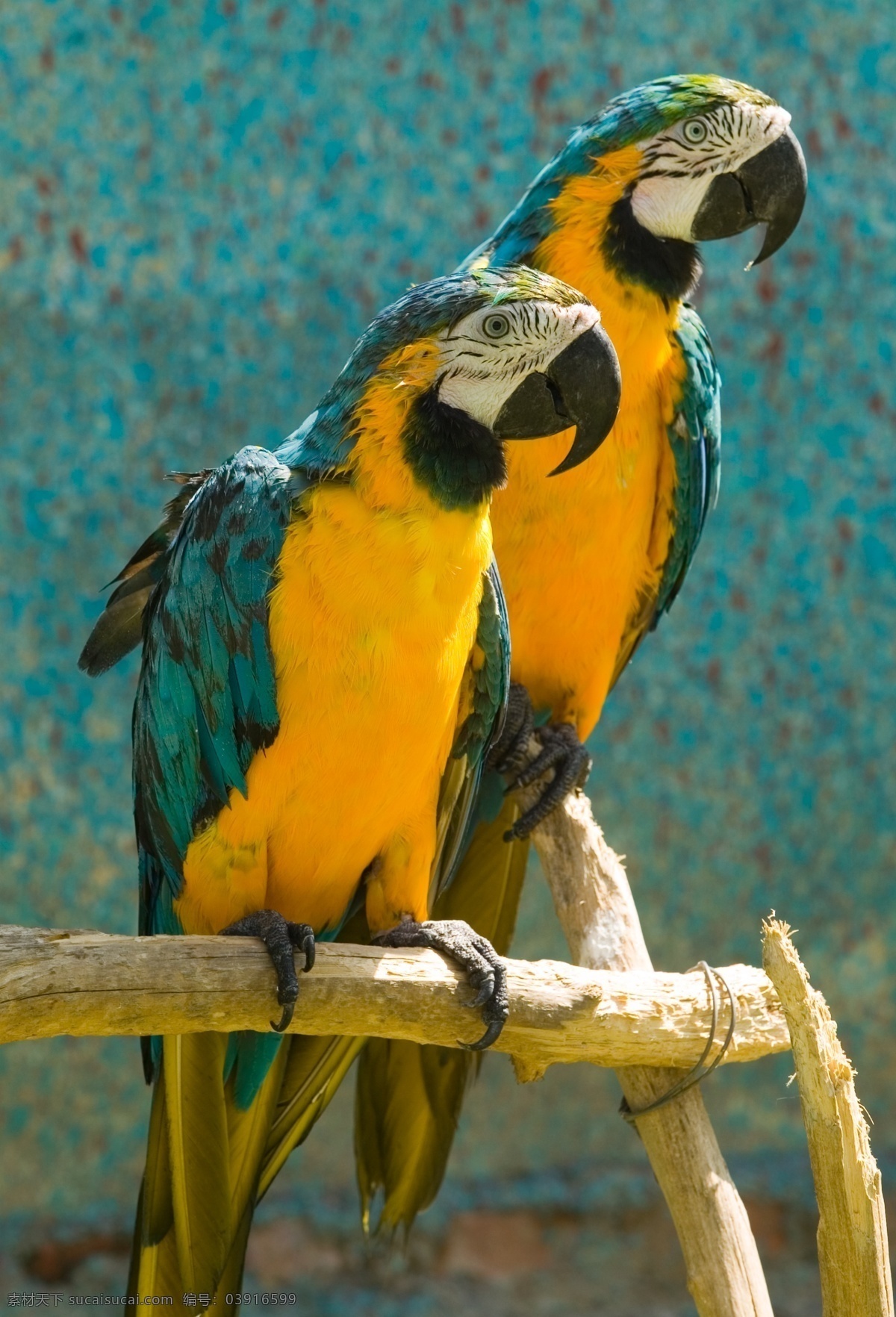 鹦鹉 黄色 漂亮 动物 鸟 眼睛 翅膀 婷婷玉立 木架 彩色 鸟类 生物世界