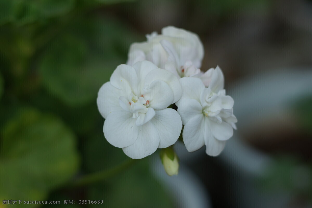 白色天竺葵 洋葵 天竺葵 花卉 植物 生物世界 花草