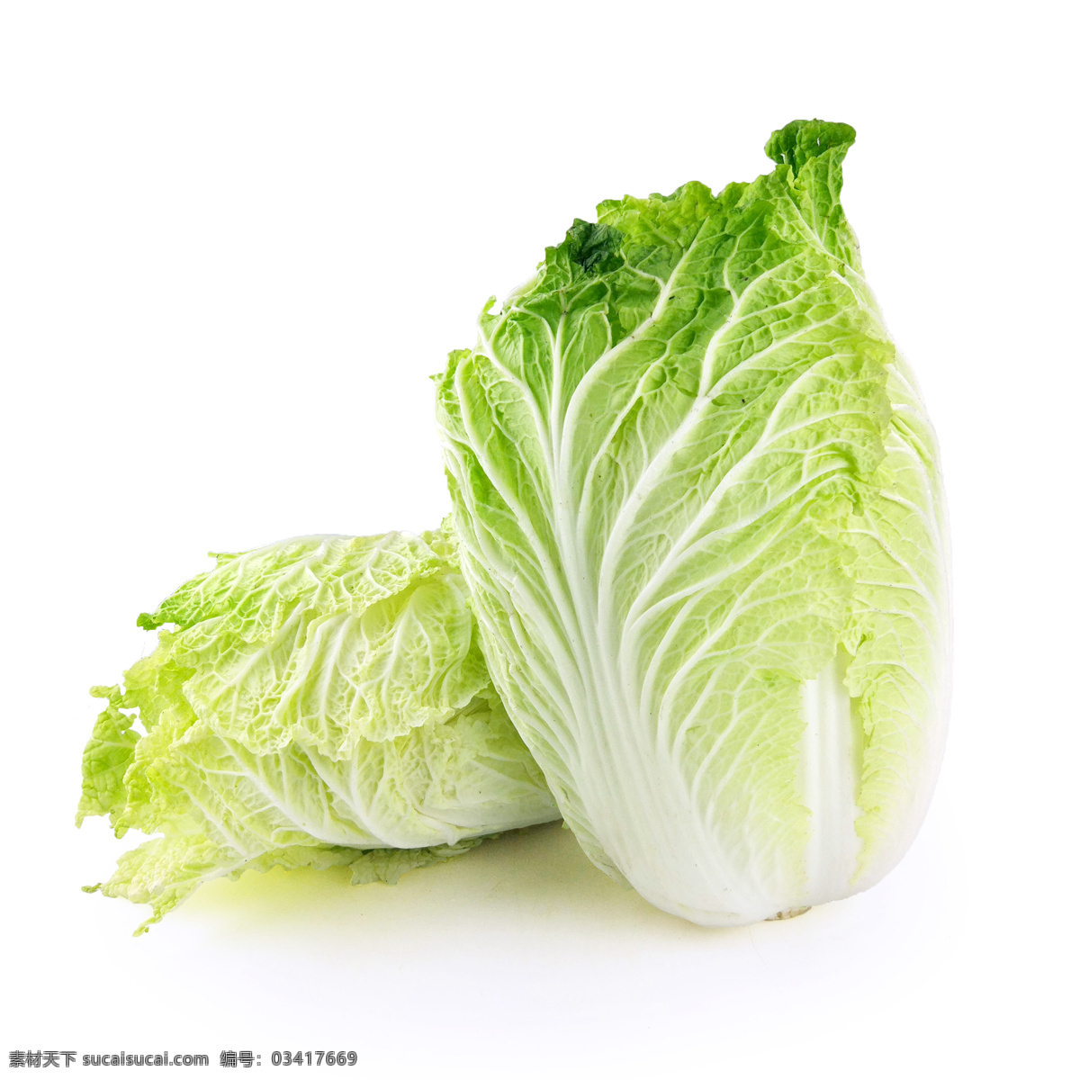 大白菜 有机蔬菜 绿色蔬菜 农产品 菜篮子 生物世界 蔬菜