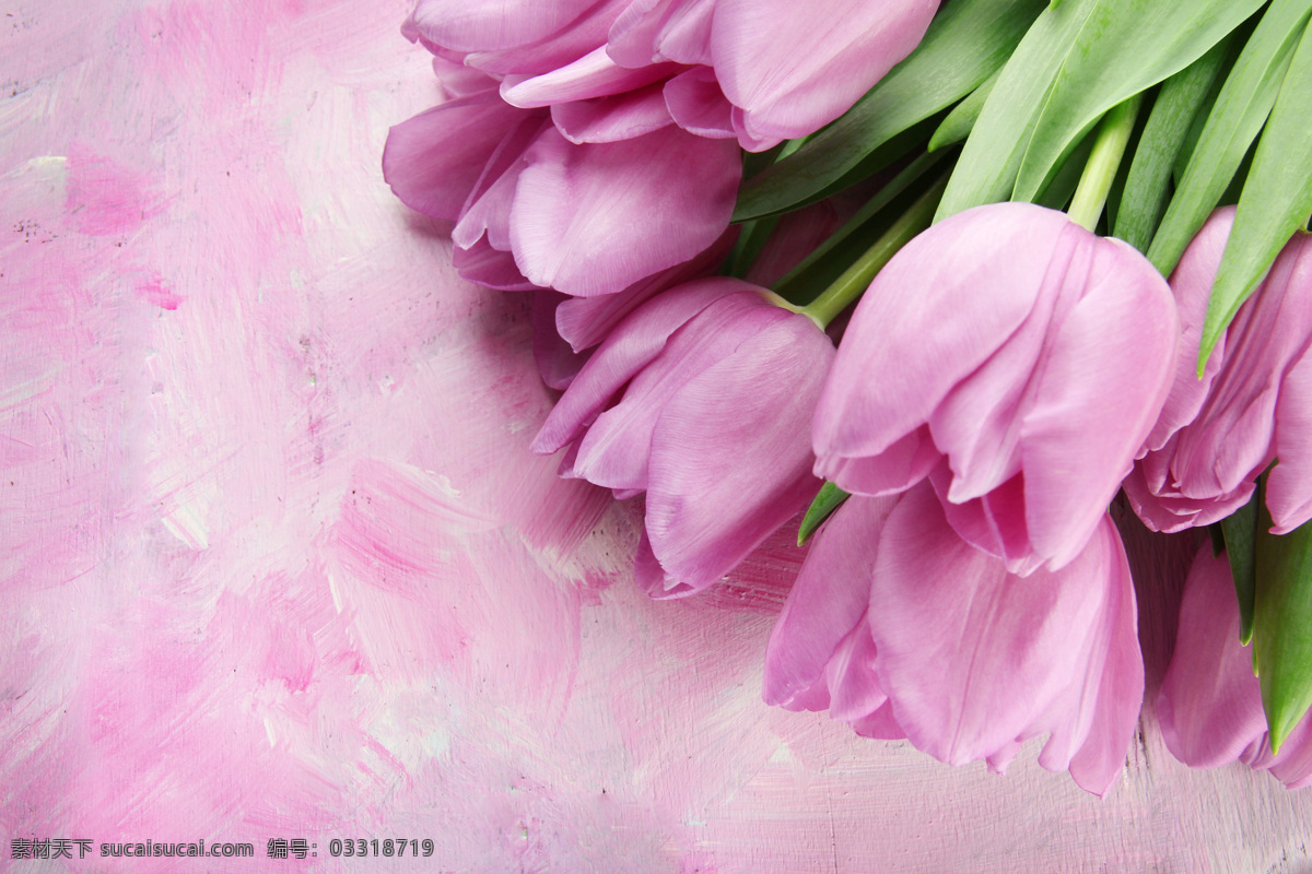 郁金香 鲜花 背景 粉红花朵 美丽鲜花 花朵 花卉 鲜花摄影 花草树木 生物世界 粉色