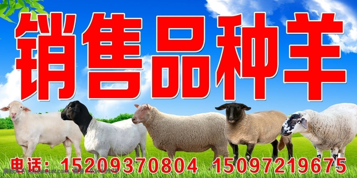 销售品种羊 黑头羊 各种羊 销售羊 白头羊 萨克福 室外广告设计