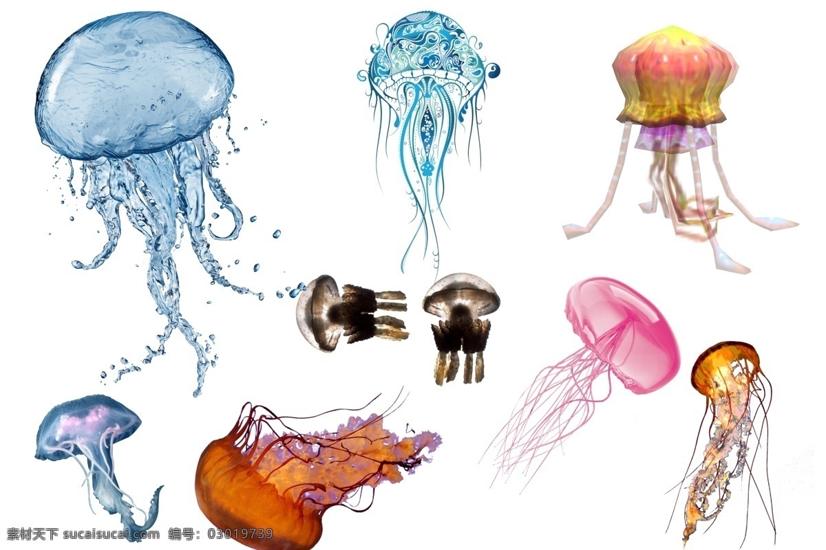 透明素材 png抠图 云母 海蜇 水产 浮游生物 海月水母 灯箱水母 十字水母 僧帽水母 水螅水母 管水母 分层