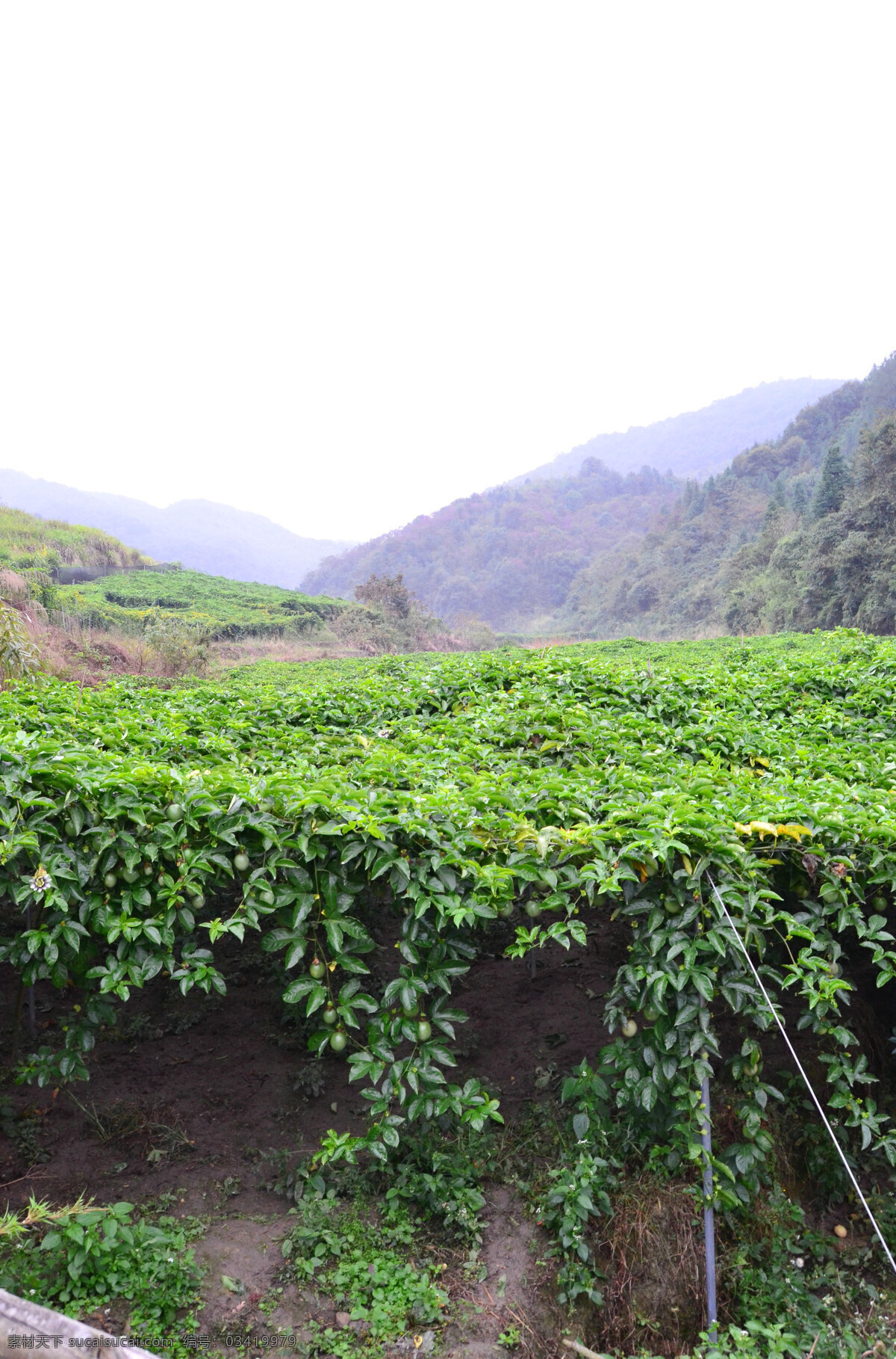 百香花果 百香果 百香果花 土楼百香果 百香果园 花果 绿色花果 绿色 果园采摘园 自助采摘 春天花果 春雨 自然景观 田园风光