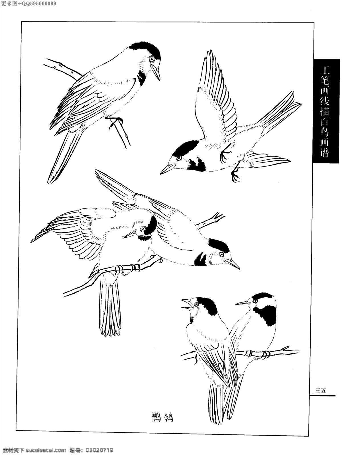 工笔画 线描 山水 画谱 水禽 白描 黑白稿 手绘 线描鸟 绘画 鸟 鹤 白描鸟 手绘鸟 家禽 鸭 鹅 鸳鸯 丹顶鹤 百鸟 水禽篇 绘画书法 文化艺术