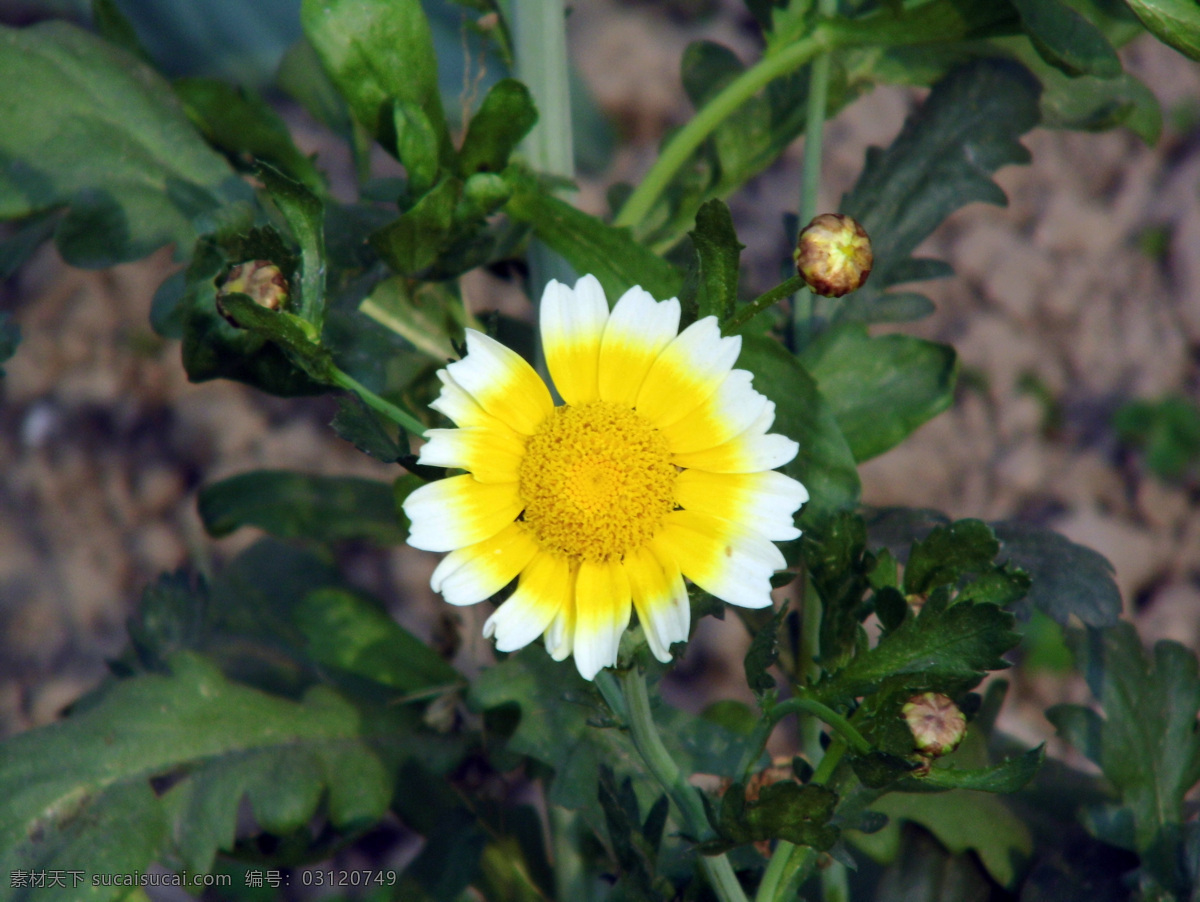 小 菊花 菜地 花草 花草树木 生物世界 土壤 小菊花 植物拍摄 春天季节 psd源文件