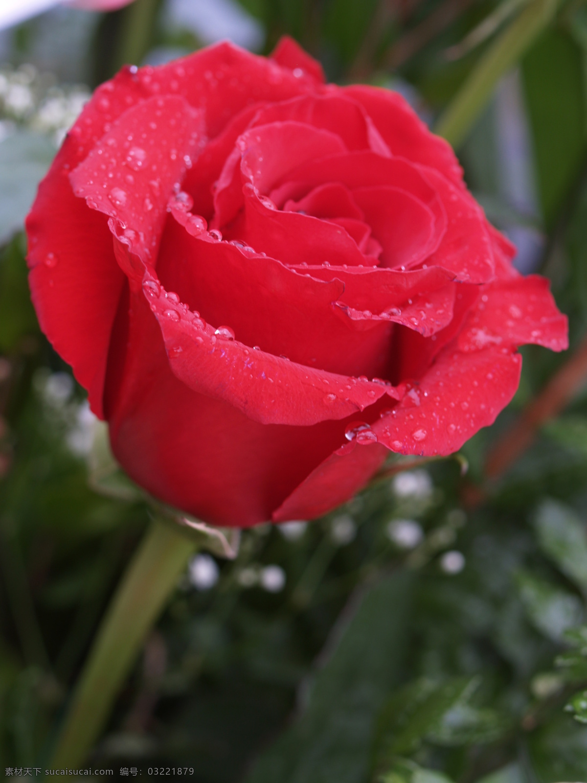 沾满 露珠 玫瑰花 摄影图片 摄影素材 花朵图片 花朵 花卉 红玫瑰 玫瑰图片 设计素材 花草图片专辑 花草 生物世界