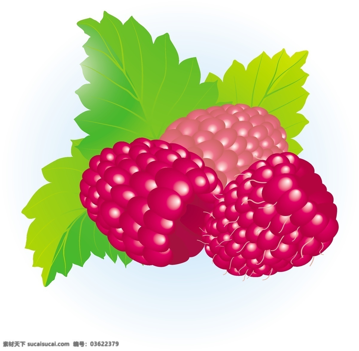 免费 覆盆子 矢量 插画 插图 艺术 山莓 莓插图 无 莓 图形插画矢量 矢量图 其他矢量图