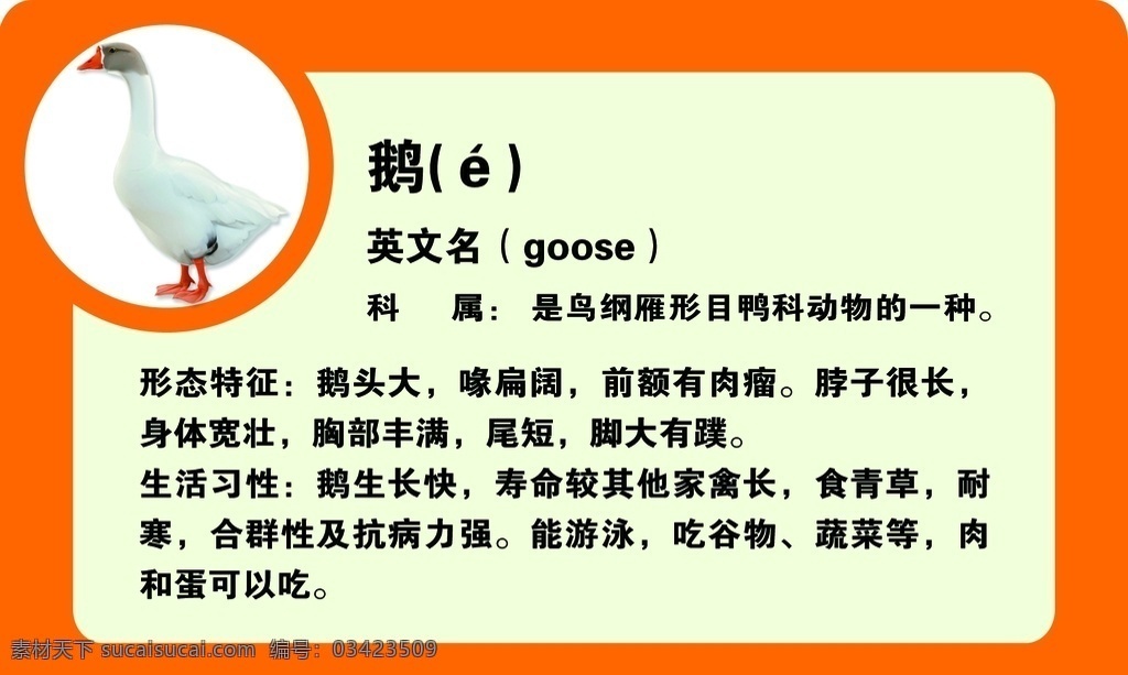 动物介绍 动物展 科普海报 科普展板 鹅 动物简介 保护动物 保护野生动物 动物园海报 动物 动物园展板 动物园广告 动物园活动 生物世界 家禽家畜