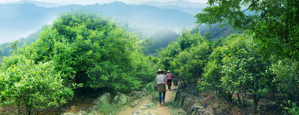 茶园 茶山 茶树 茶叶 采茶人 农民 女人 风景 自然景观 田园风光 摄影图库