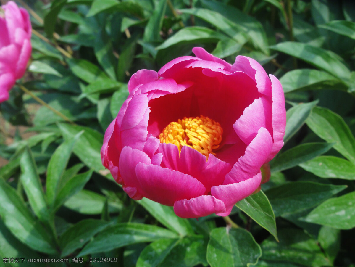 芍药花 粉红花 花芯 绿叶 花草 生物世界