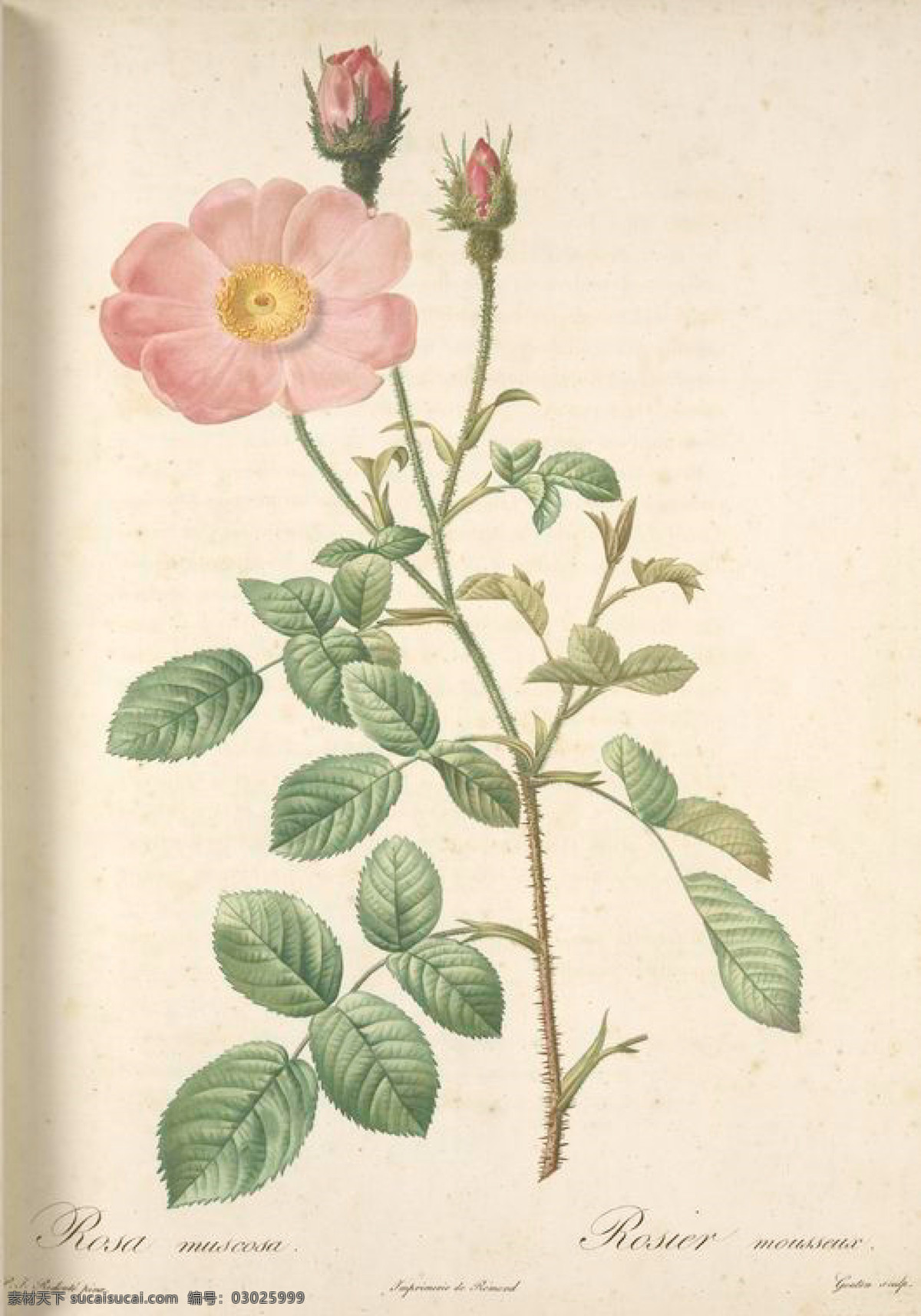 复古 油画 粉色 花朵 花 花卉 玫瑰 艺术名画 植物图 文化艺术