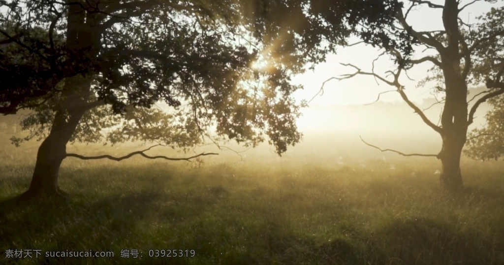 阳光 穿过 森林 草地 朝阳 温暖 祥和 宁静 阳光穿过森林 朦胧 雾气 美好 多媒体 实拍视频 自然风光 mp4