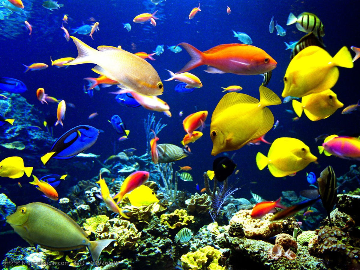 珊瑚礁 大海 海底世界 海水 蓝色海洋 清澈 湛蓝 热带 生物 生物世界 鱼类 自然景观 自然风光